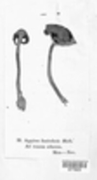 Hypholoma fasciculare image